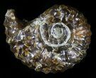 Polished, Agatized Douvilleiceras Ammonite - #29307-1